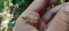 Dendropsophus microcephalus