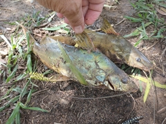 Pimelodus maculatus