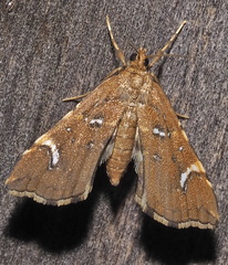 Musotima nitidalis