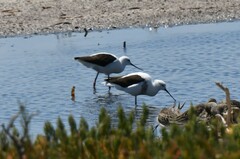 Cladorhynchus leucocephalus