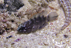 Plesiops coeruleolineatus