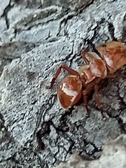 Cephalotes clypeatus