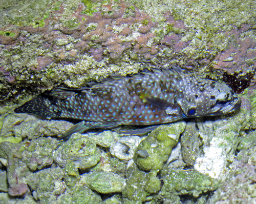 Bluegill longfin (Plesiops corallicola) — Plesiopidae — 5