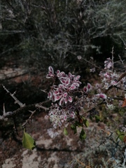 Podopterus mexicanus
