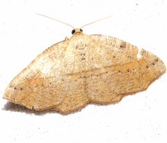 Planolocha obliquata