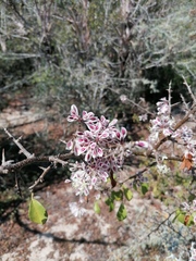 Podopterus mexicanus