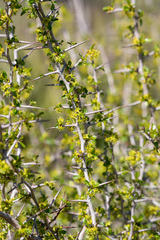 Pseudoziziphus parryi