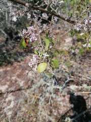 Podopterus mexicanus