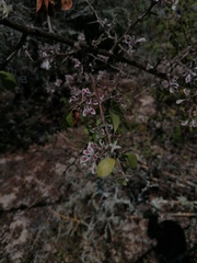 Podopterus mexicanus