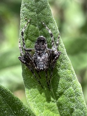 Novakiella