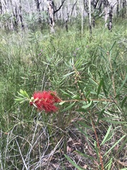 Melaleuca pachyphylla