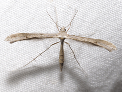 Stenoptilia zophodactylus