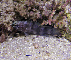 Plesiops coeruleolineatus