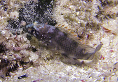 Plesiops coeruleolineatus
