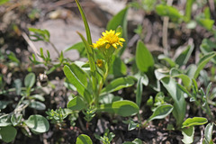 Solidago multiradiata scopulorum
