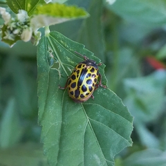 Calligrapha polyspila