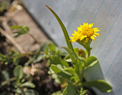 Solidago multiradiata scopulorum
