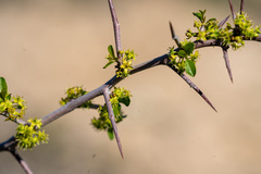 Pseudoziziphus parryi