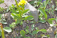 Solidago multiradiata scopulorum