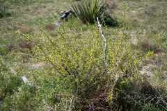 Pseudoziziphus parryi
