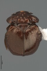 Callophilharmostes