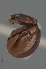 Callophilharmostes