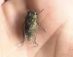 Kikihia peninsularis