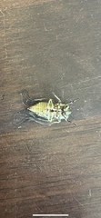 Kikihia peninsularis