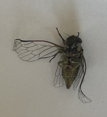 Kikihia peninsularis
