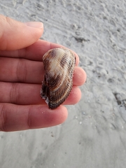 Lamarcka imbricata