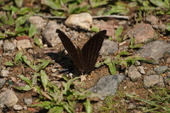 Marpesia livius