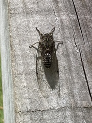 Amphipsalta cingulata