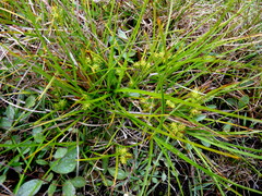 Carex flaviformis