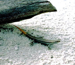 Oligosoma smithi