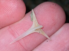 Diodon hystrix