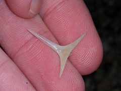 Diodon hystrix