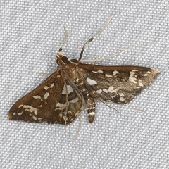 Ischnurges illustralis