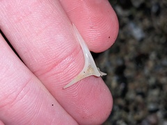 Diodon hystrix
