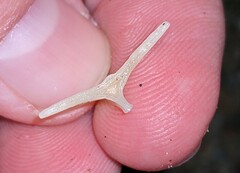 Diodon hystrix