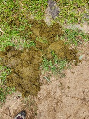 Elephantidae