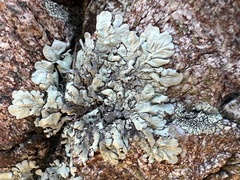 Xanthoparmelia cumberlandia