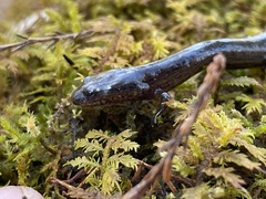 Stereochilus marginatus
