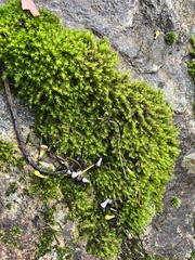 Racomitrium aciculare