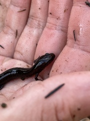 Stereochilus marginatus