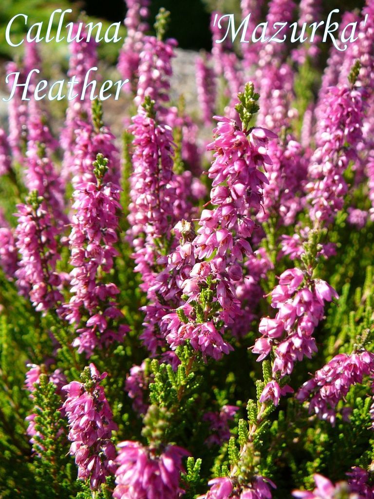 Erica vulgaris or calluna vulgaris, Common Heather, ling, heath or