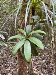 Amyema scandens
