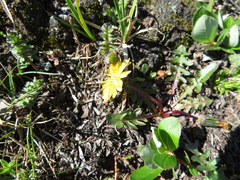 Taraxacum ceratophorum