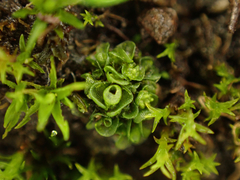 Sphaerocarpos texanus