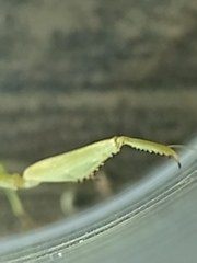 Musoniella