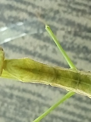 Musoniella